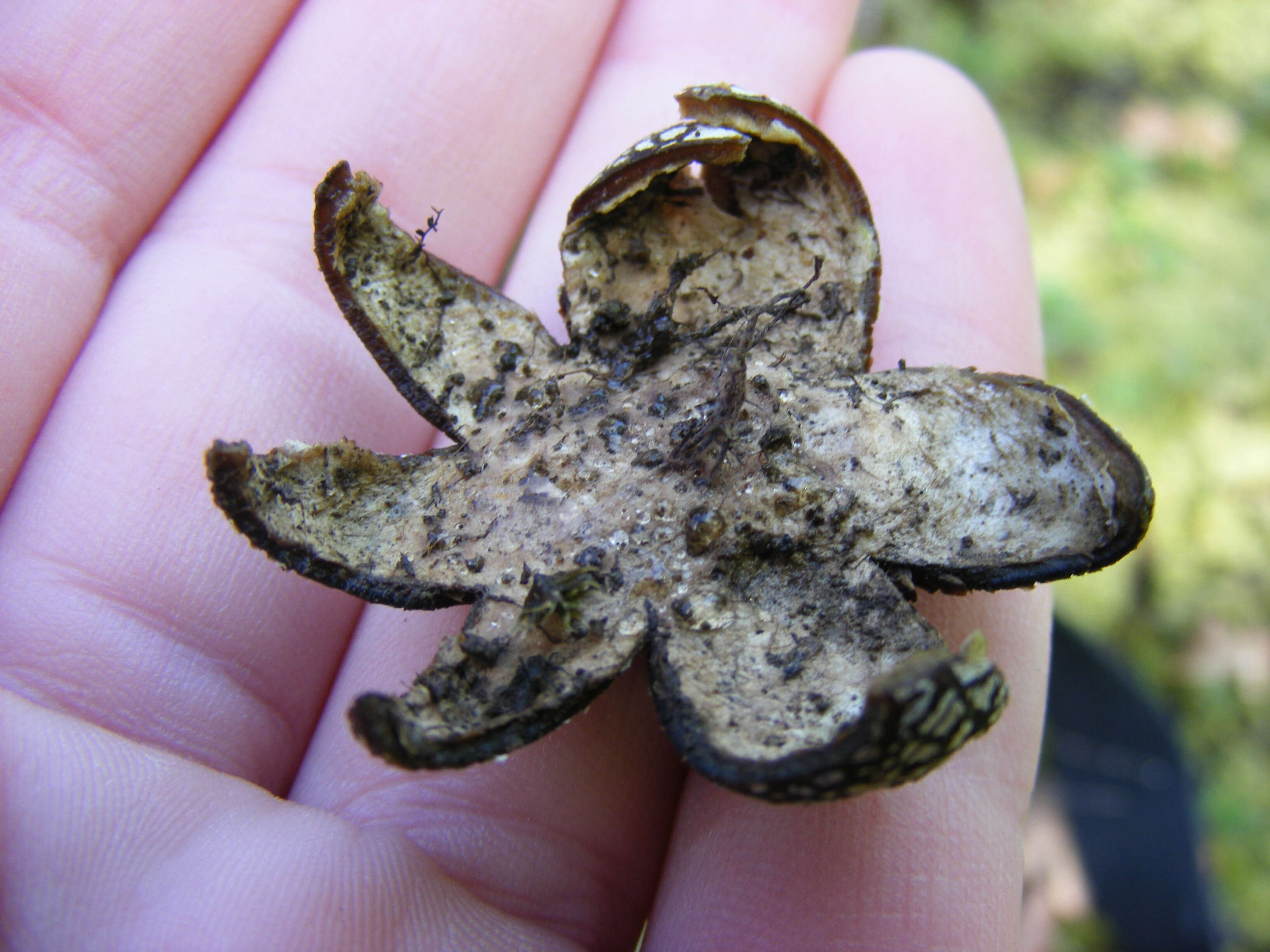 Image of False Earthstar