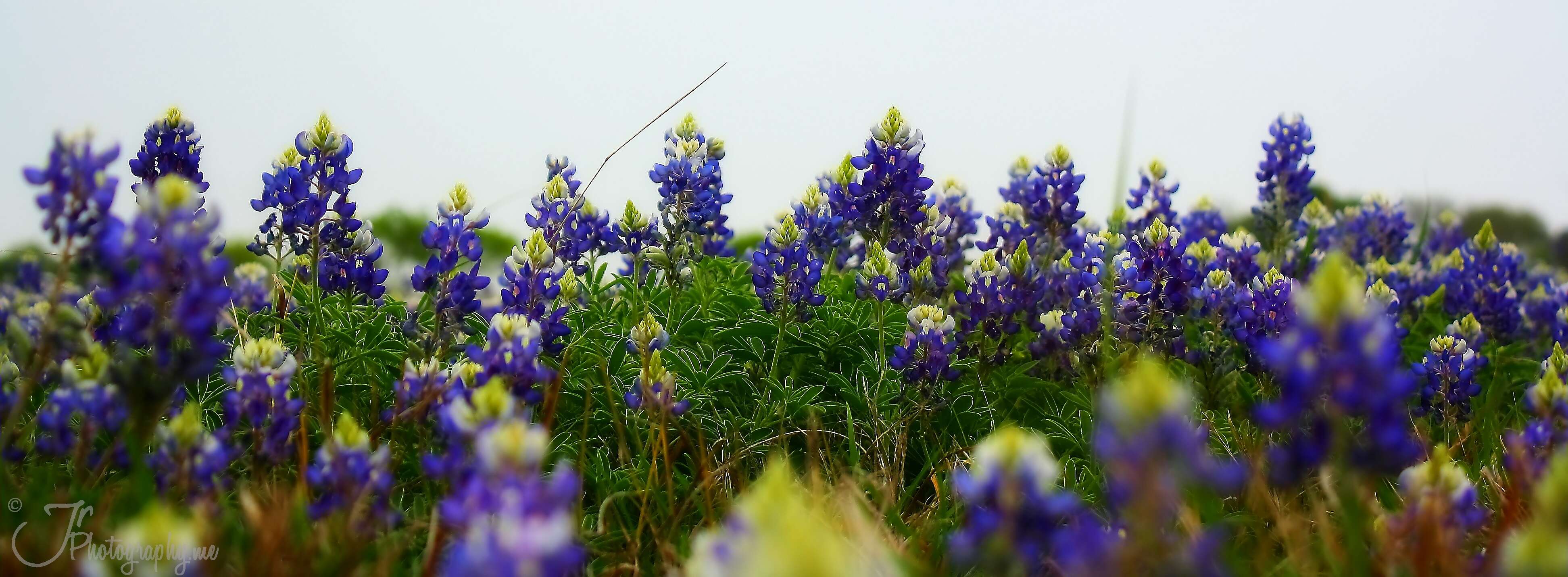 Image of Texas lupine