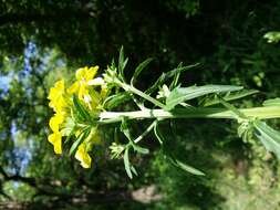 Image of smelly wallflower