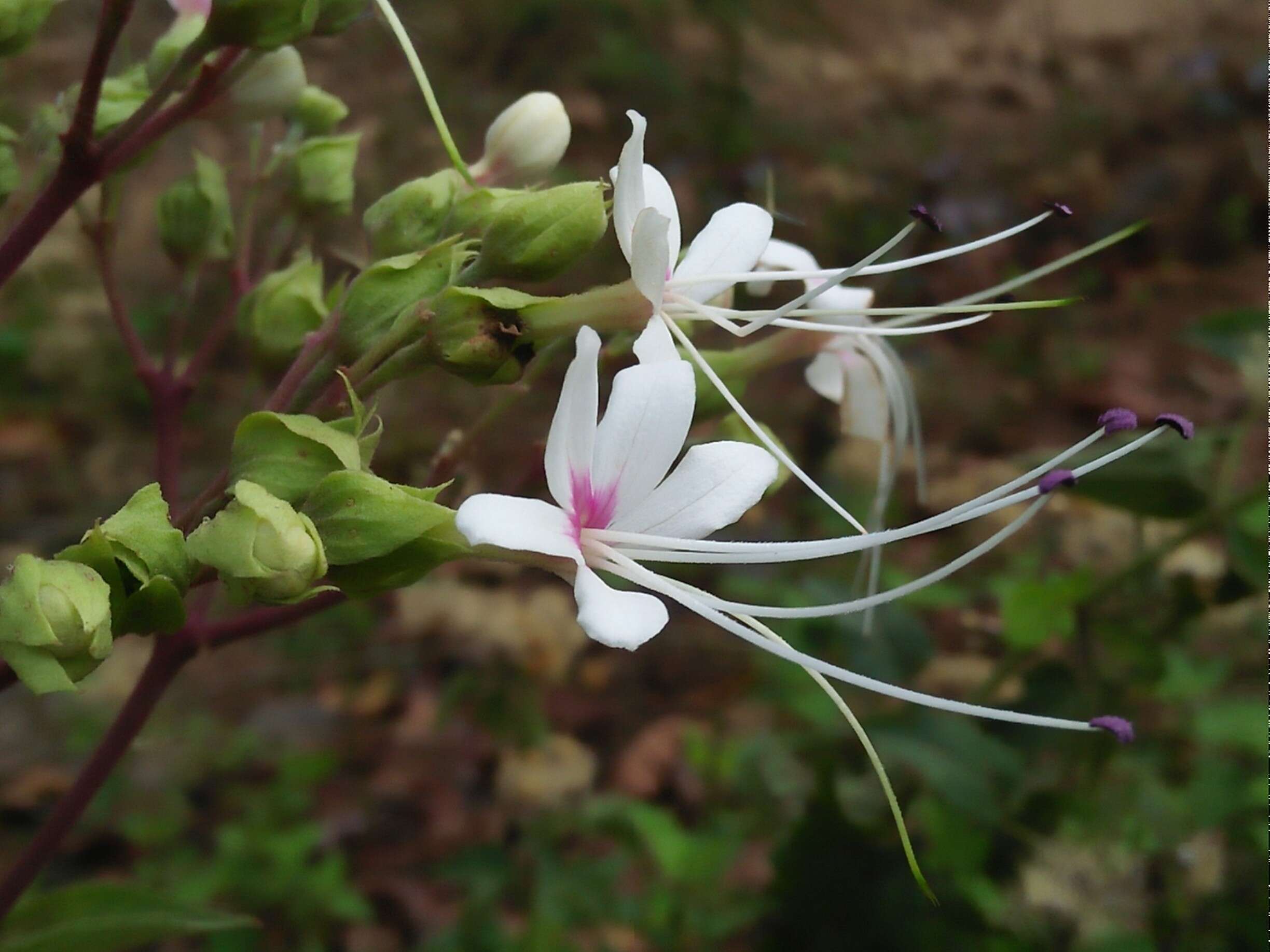 Image of Clerodendrum infortunatum L.