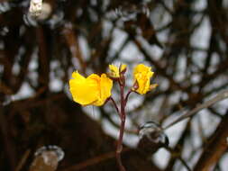 Image of Greater Bladderwort