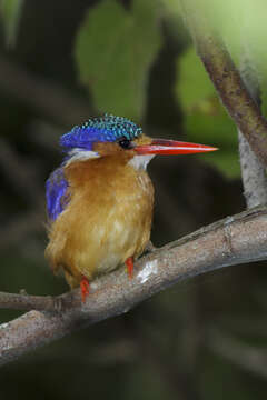 Image of Alcedo cristata