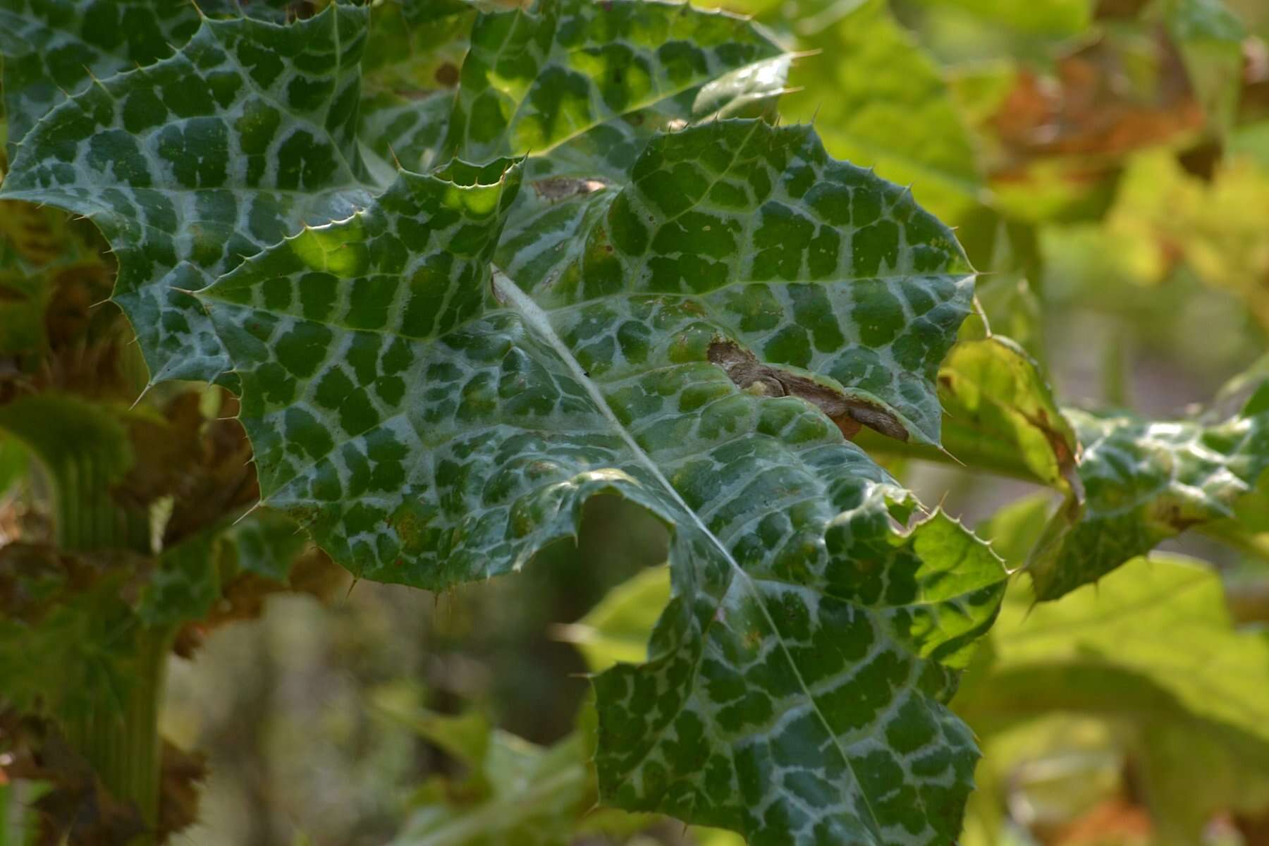 Image of Milk thistle