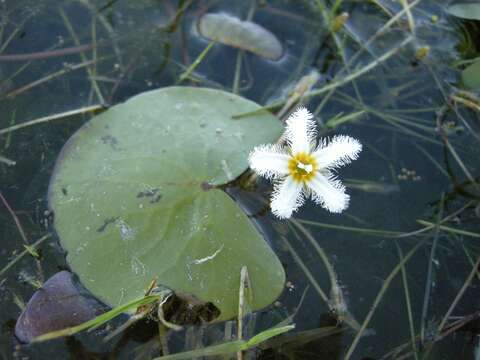 Image de Faux Nénuphar des Indes