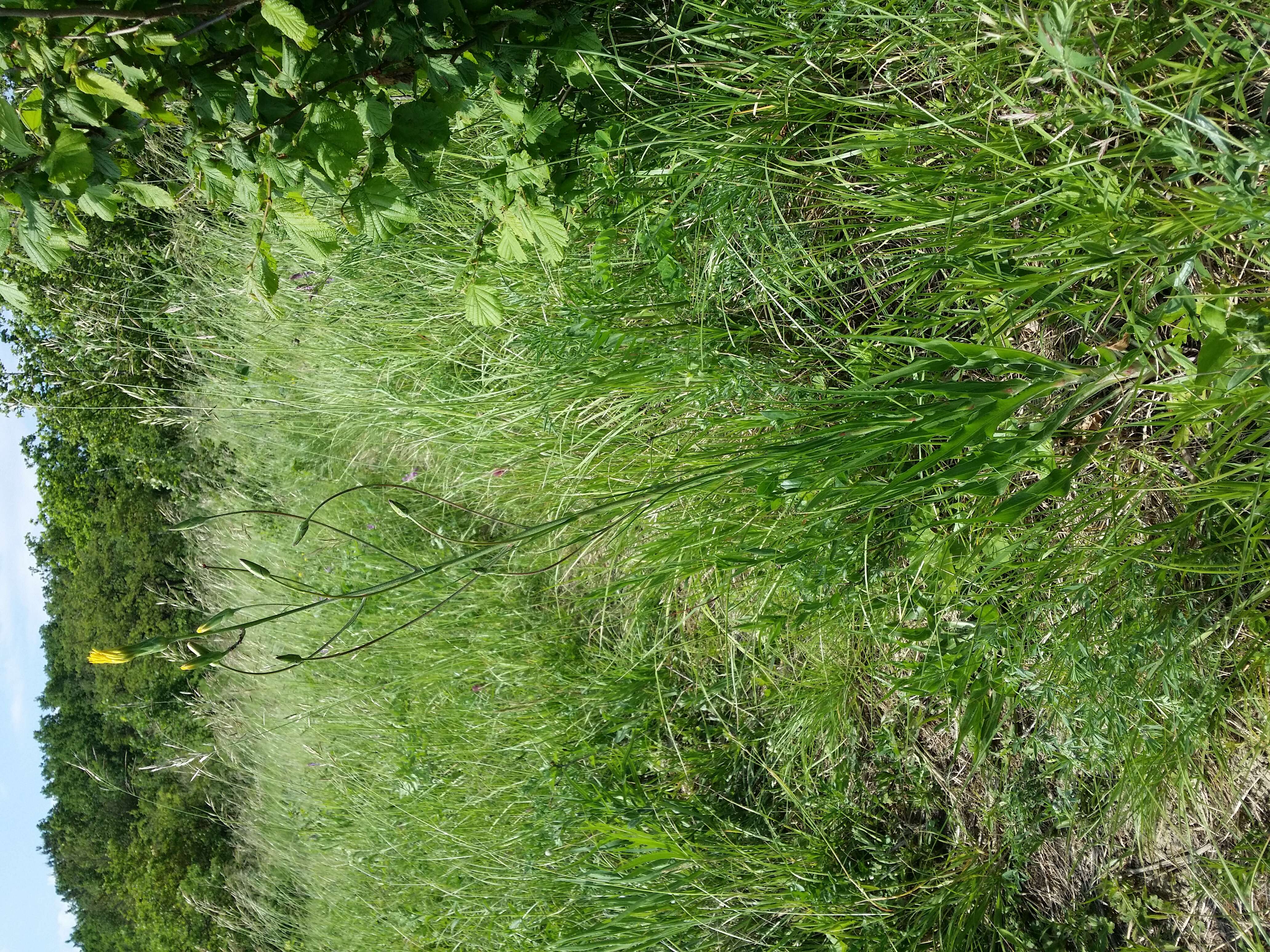 Image of black salsify