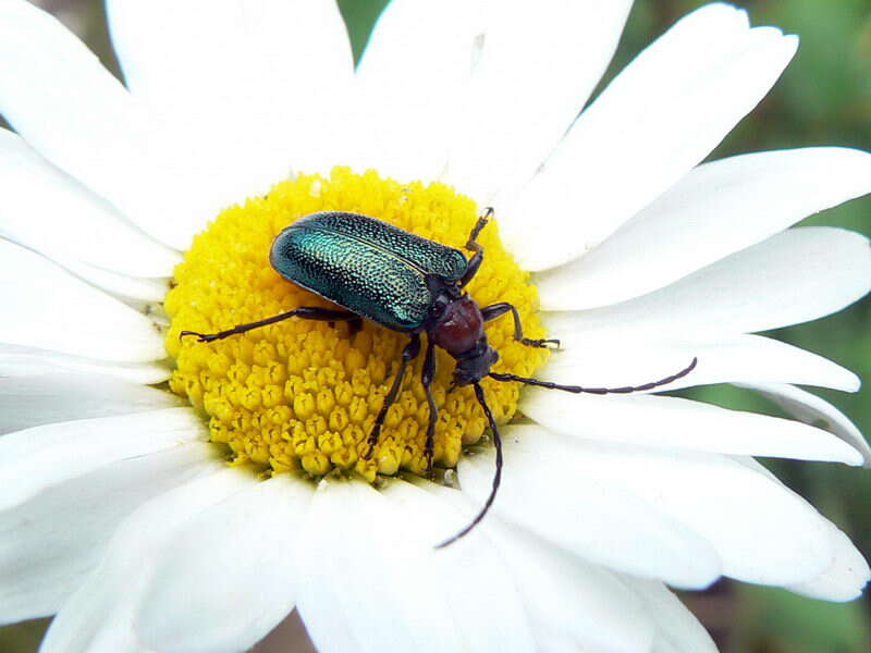 صورة Gaurotes (Carilia) virginea (Linné 1758)