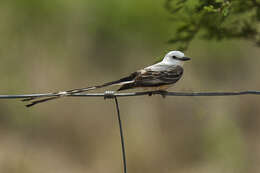 Image of Scissor-tailed Flycatcher