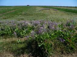 Image of Mediterranean sea lavender