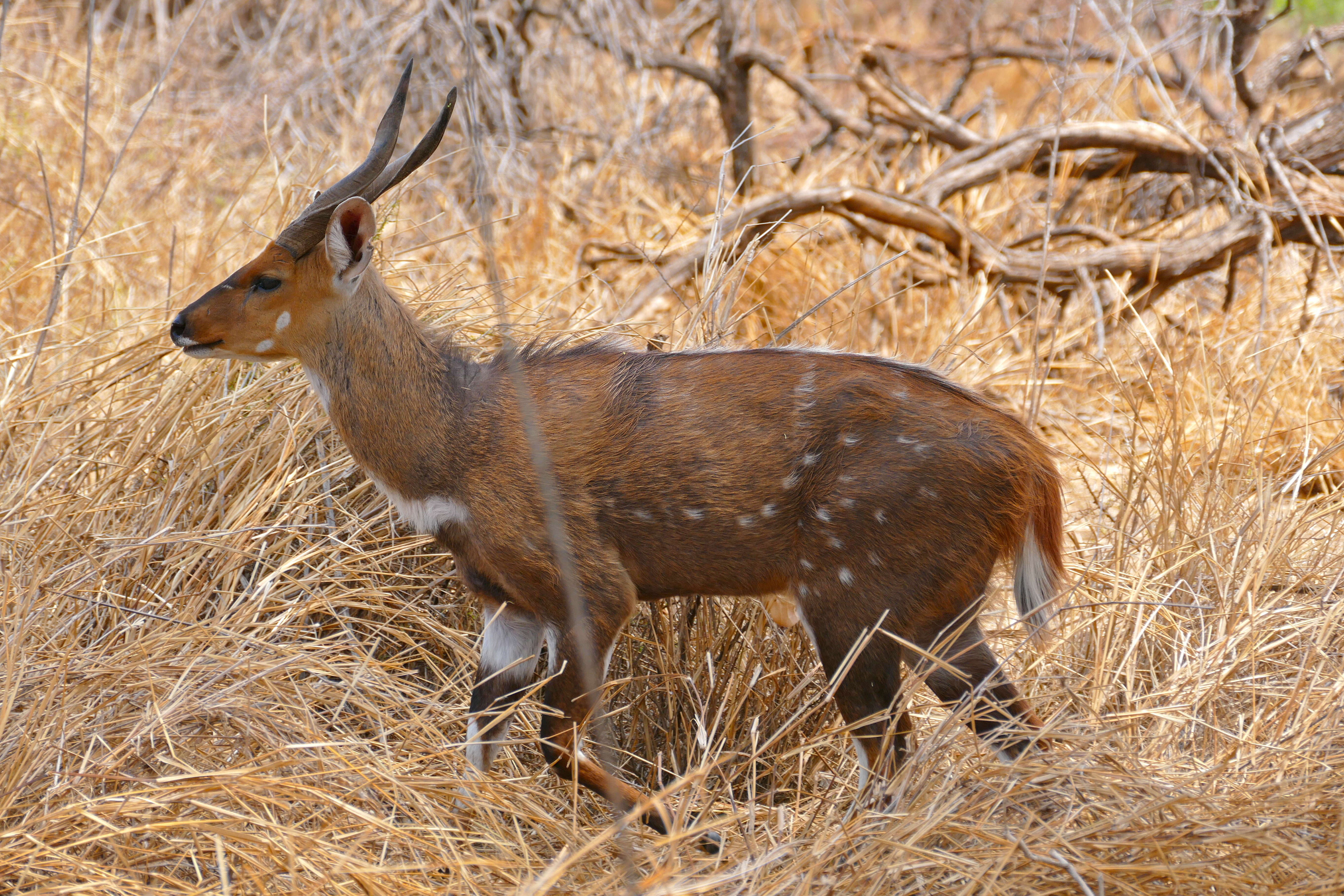 Tragelaphus sylvaticus的圖片