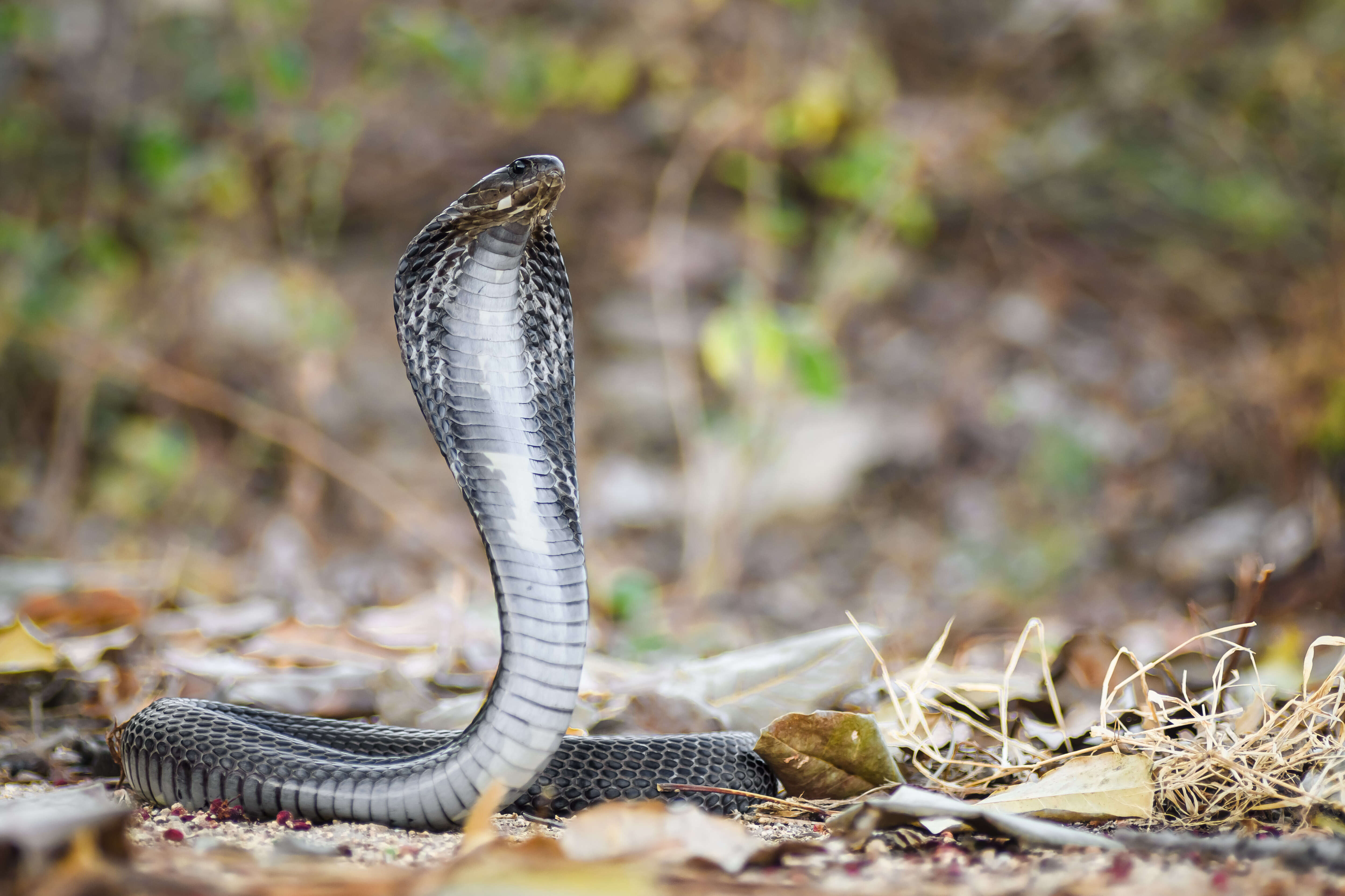 Image of Black And White Spitting Cobra