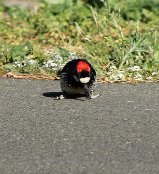 Image of Acorn Woodpecker