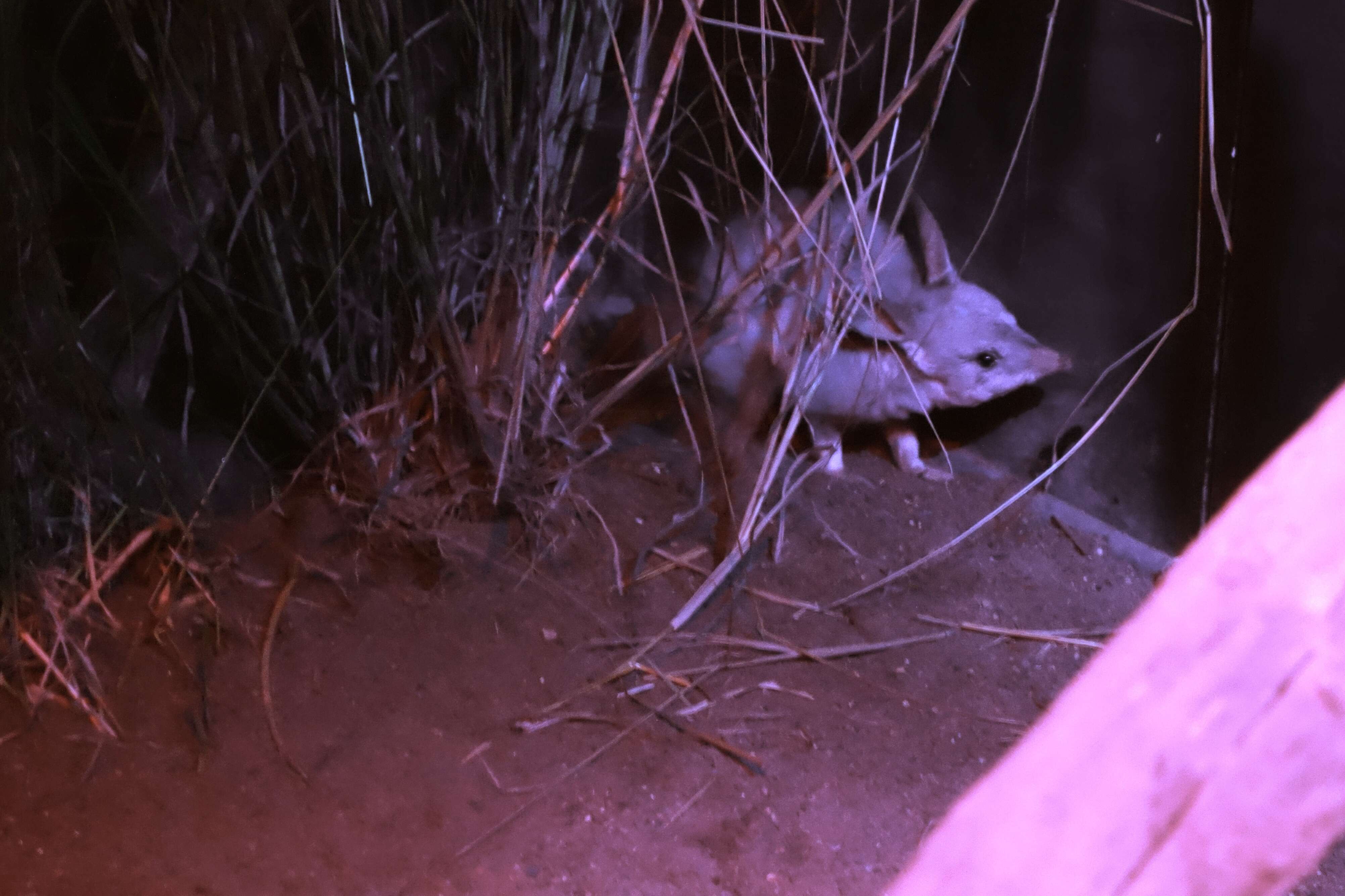 Image of rabbit-bandicoots