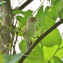 Image of Caroline Islands Reed-Warbler