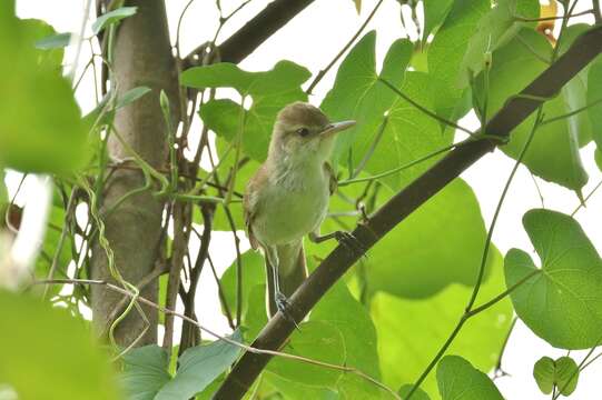 Image of Caroline Islands Reed-Warbler