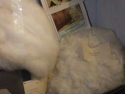 Image of Sea Island Cotton