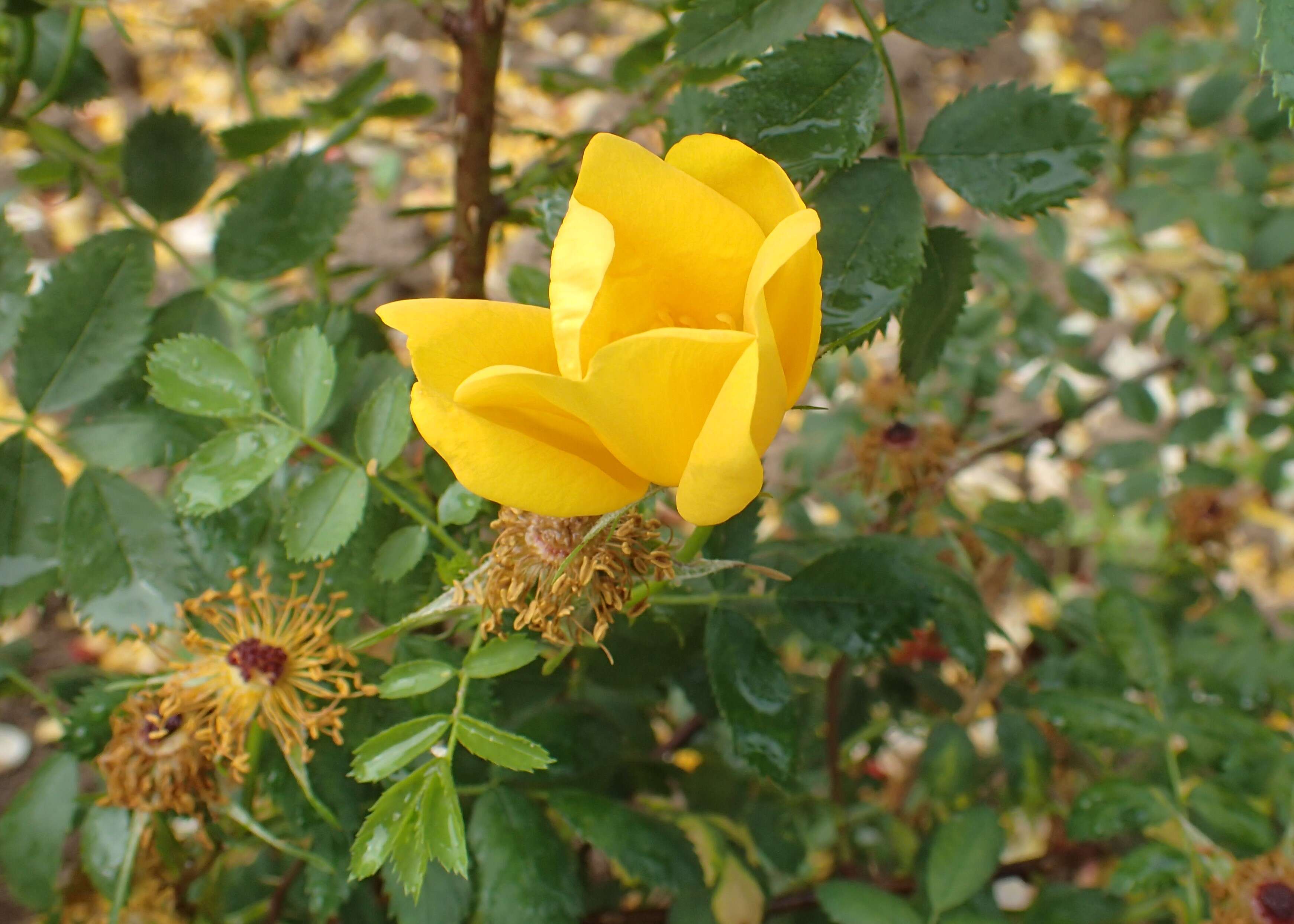 Imagem de Rosa foetida J. Herrm.