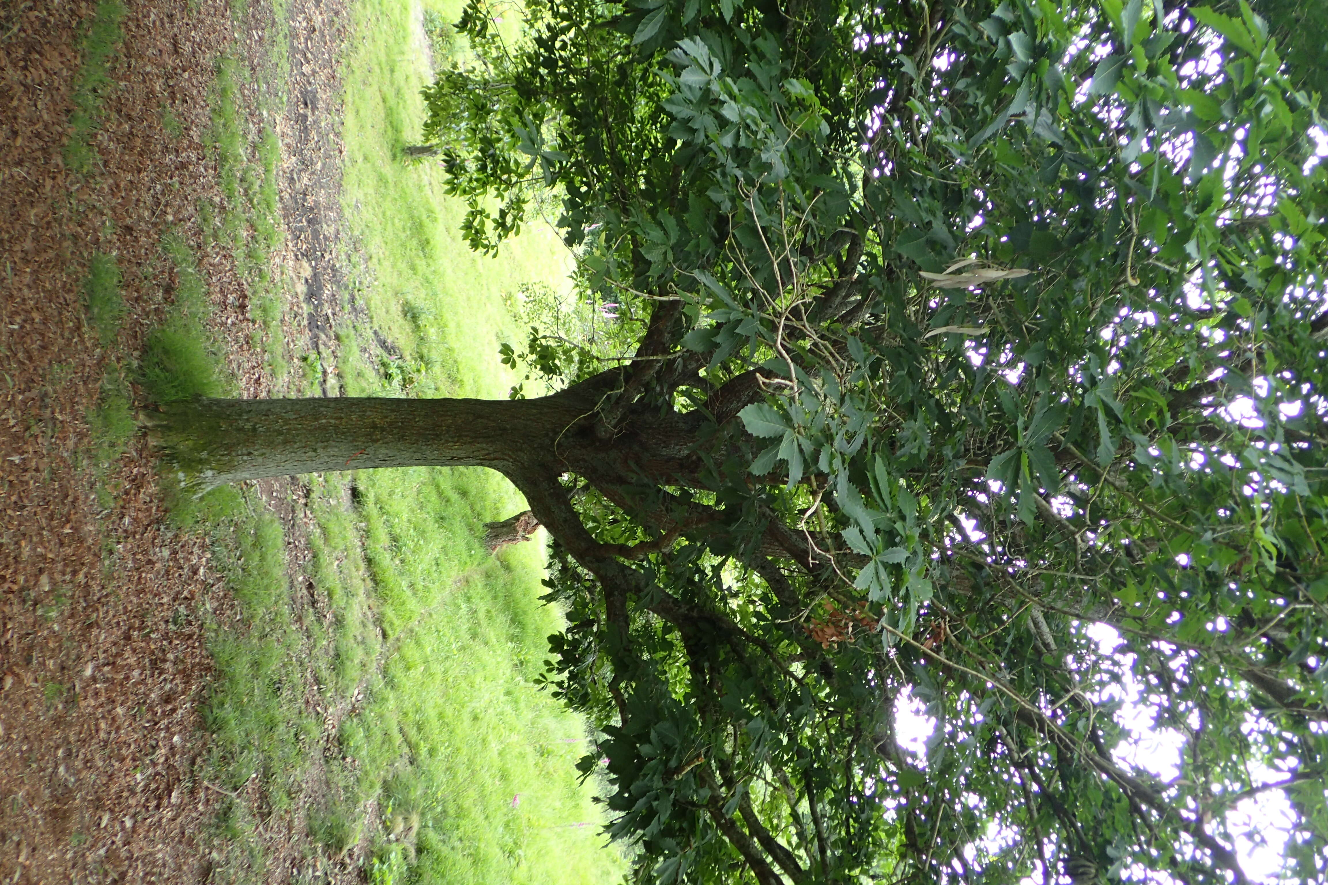 صورة Quercus mongolica subsp. crispula (Blume) Menitsky