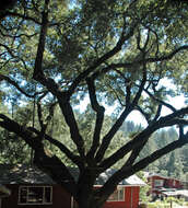 Image of California Live Oak