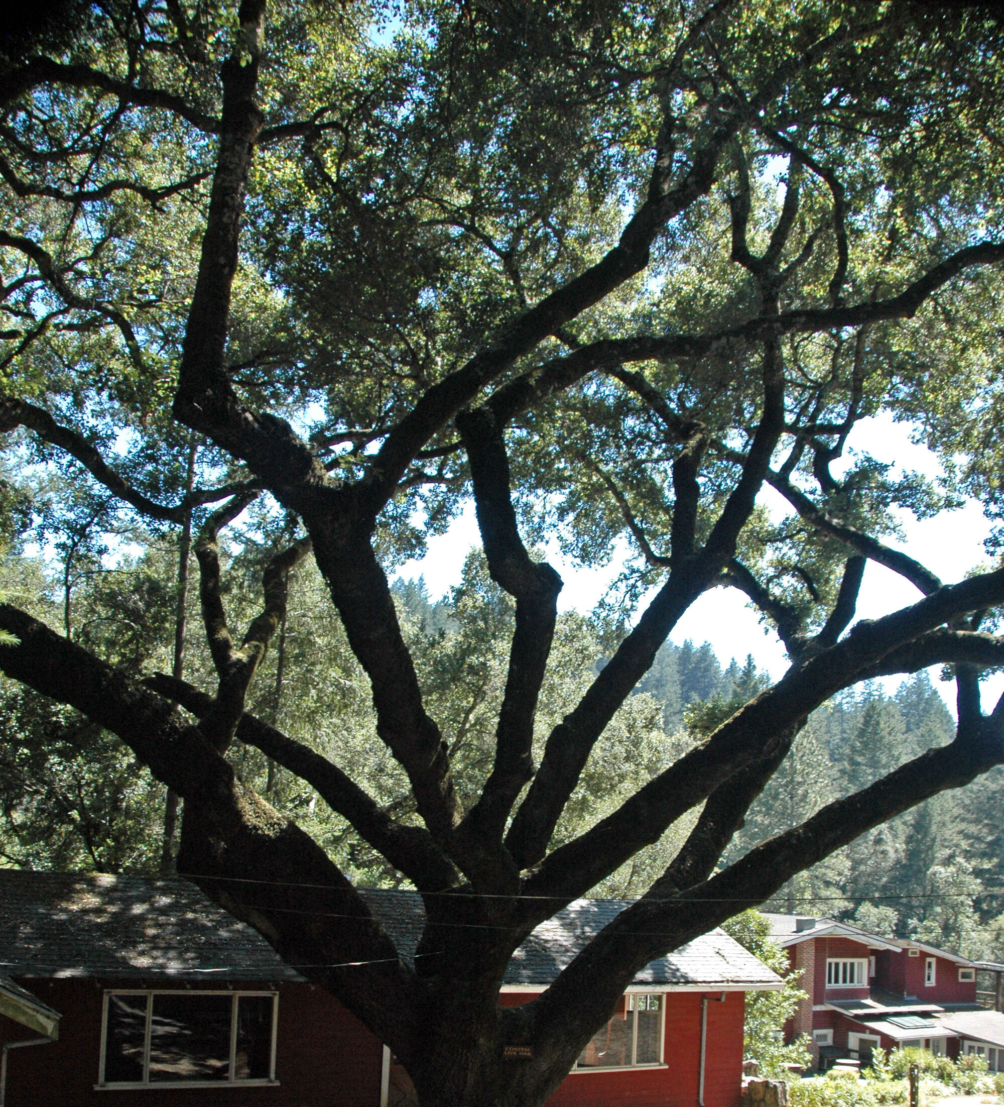 Image of California Live Oak