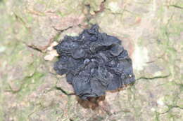 Image of Black Witches' Butter