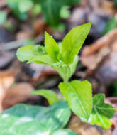 Image of dog's mercury