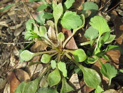 Image of Indian lettuce