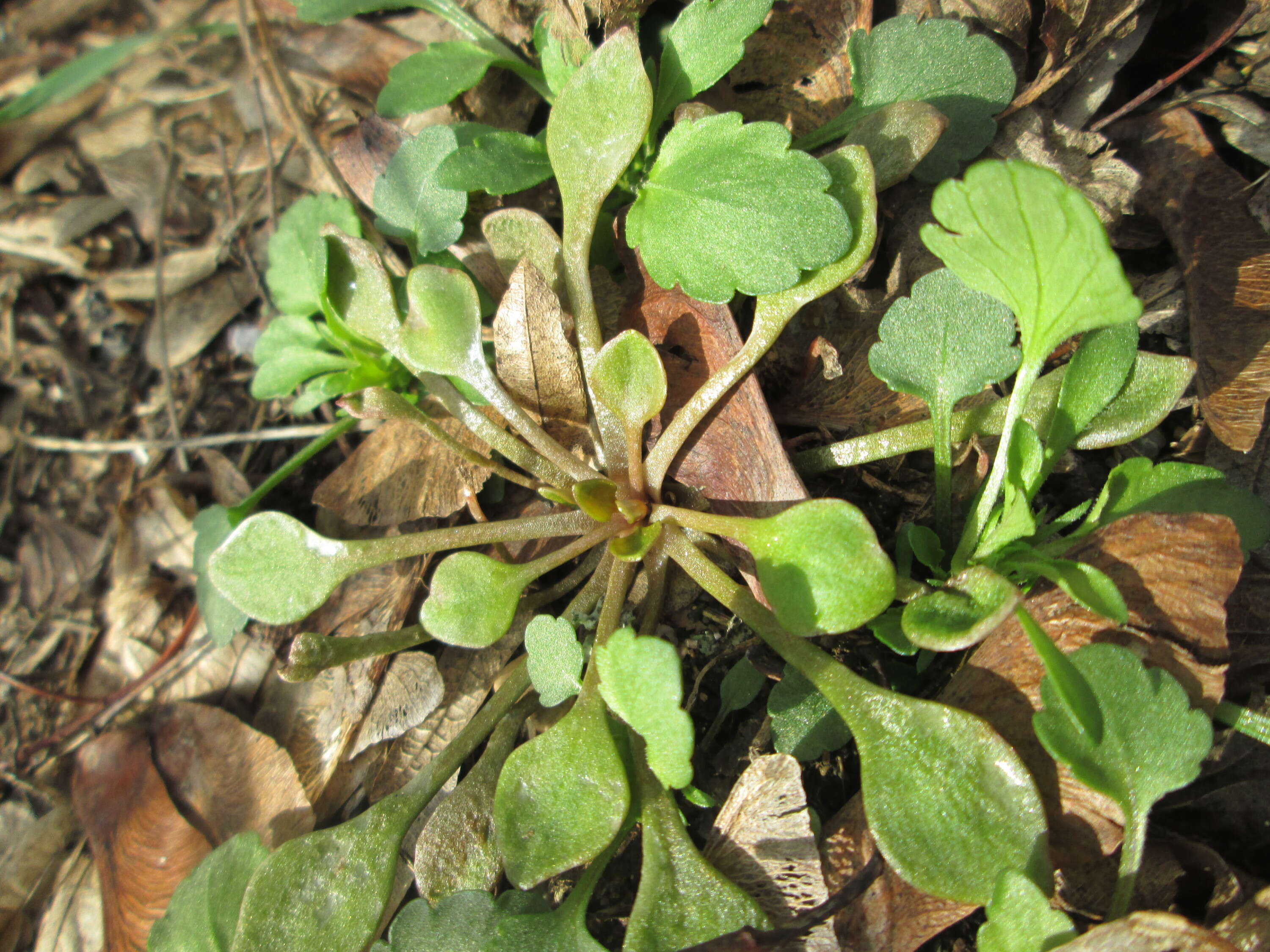 Image of Indian lettuce