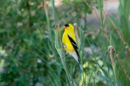 Image of American Goldfinch