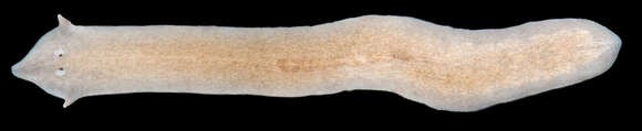 Image of Flatworm