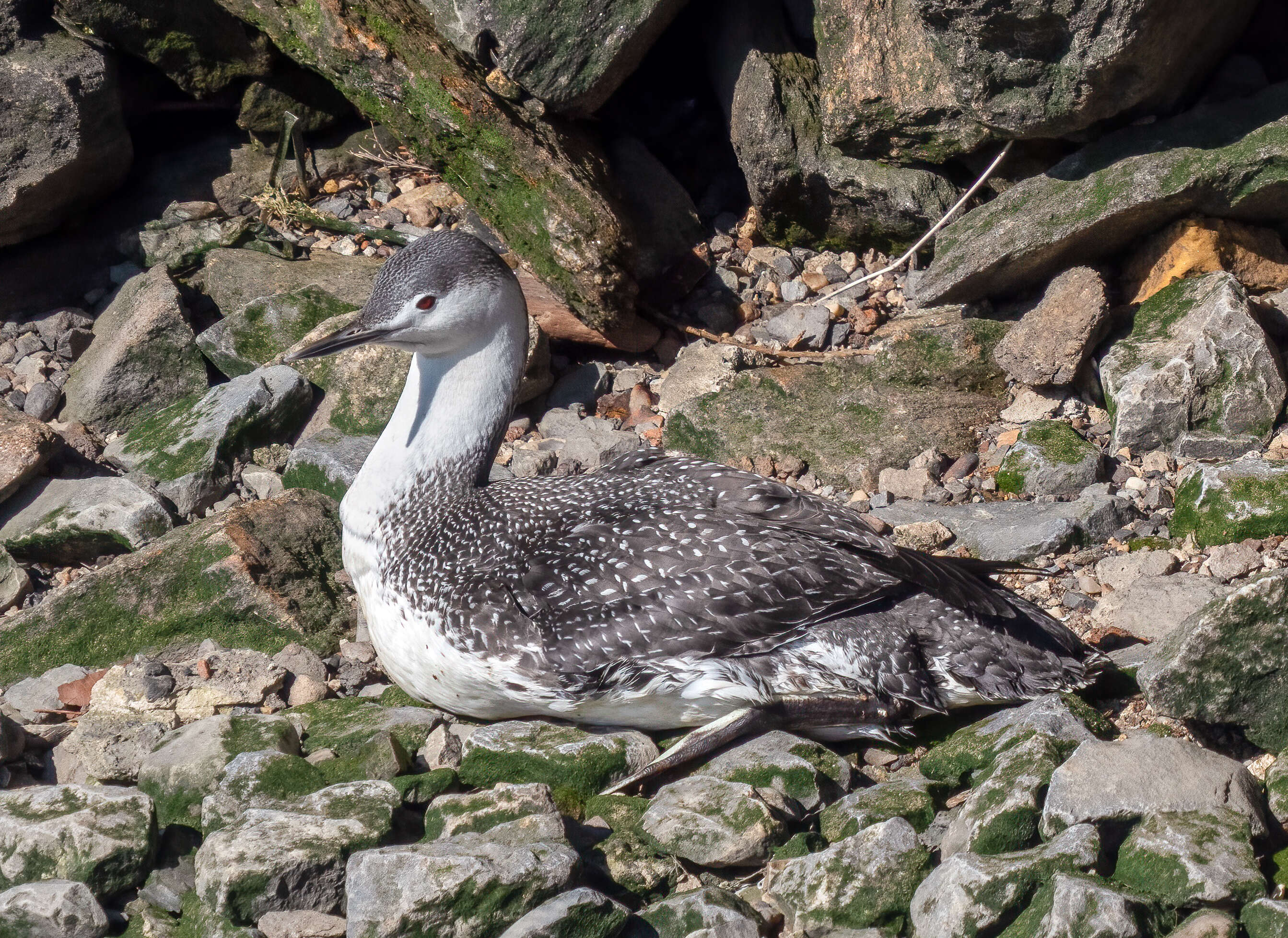 Image of Red-throated Diver