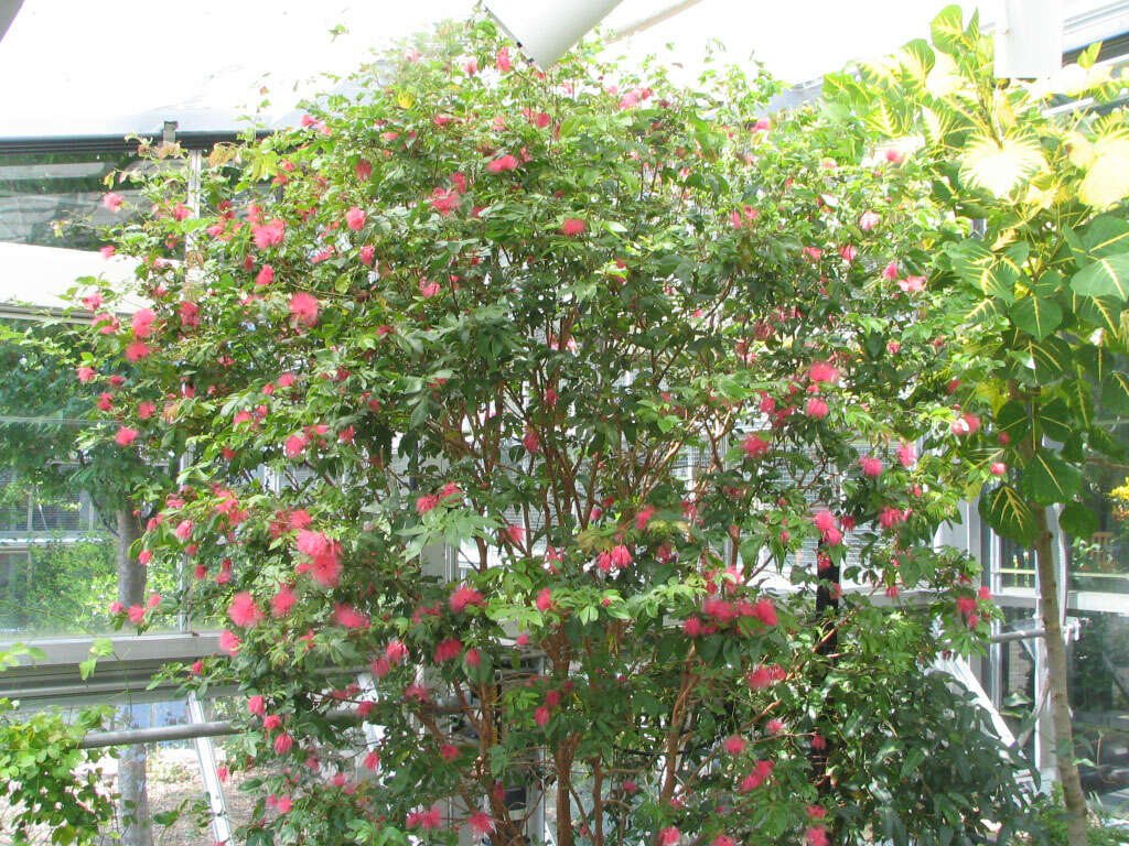 Imagem de Calliandra tergemina (L.) Benth.