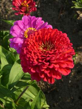 Image of ELEGANT ZINNIA