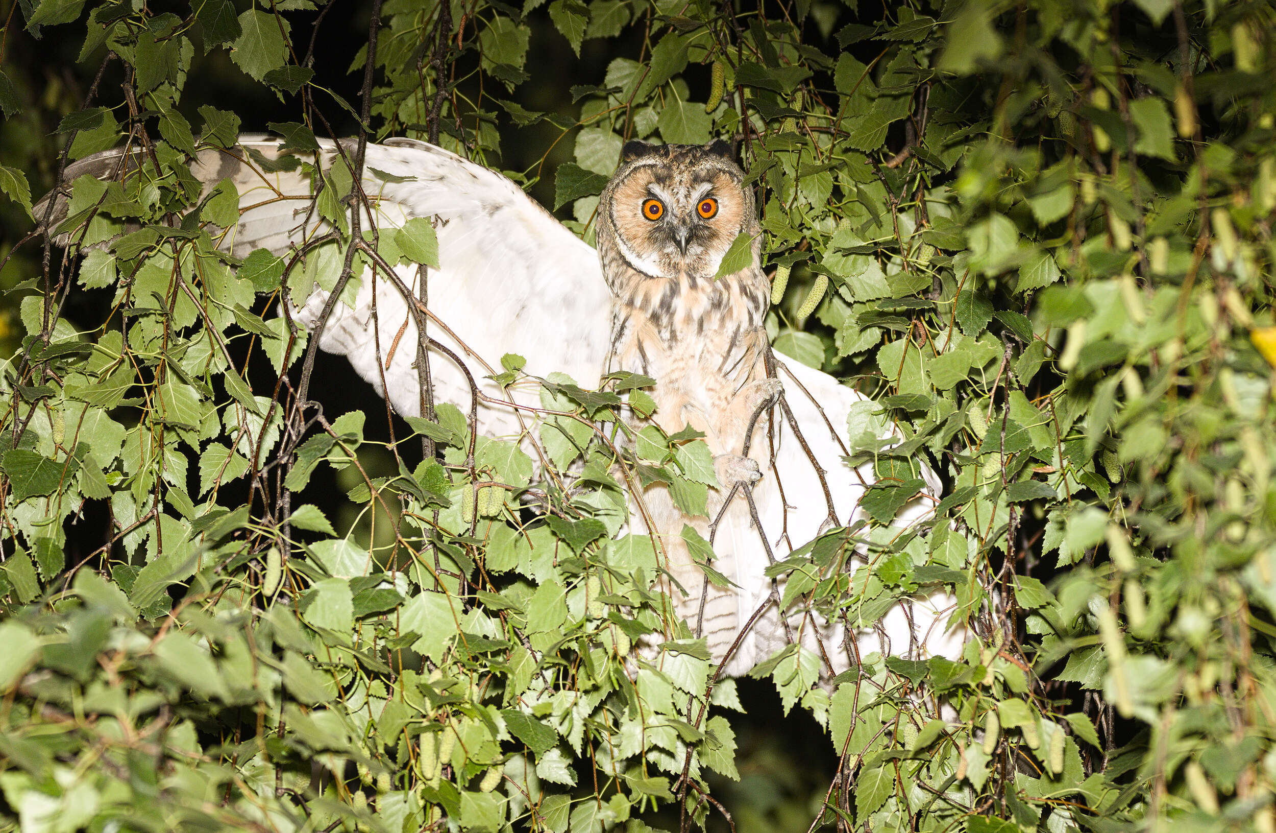 Image of Long-eared Owl