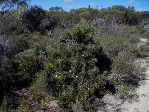 Image de Banksia purdieana (Diels) A. R. Mast & K. R. Thiele