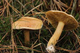 Image of Suillus bovinus (L.) Roussel 1796