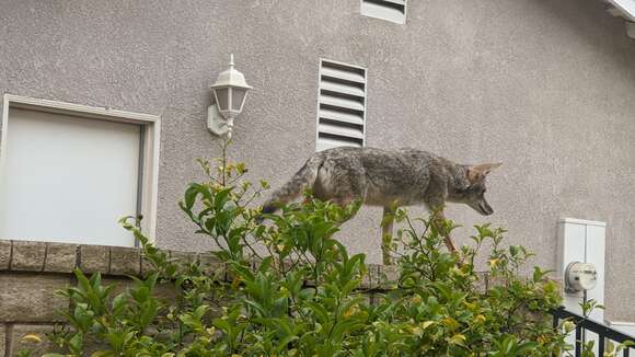 Imagem de Canis latrans ochropus Eschscholtz 1829