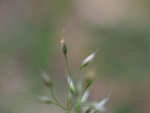 Image of silver hairgrass