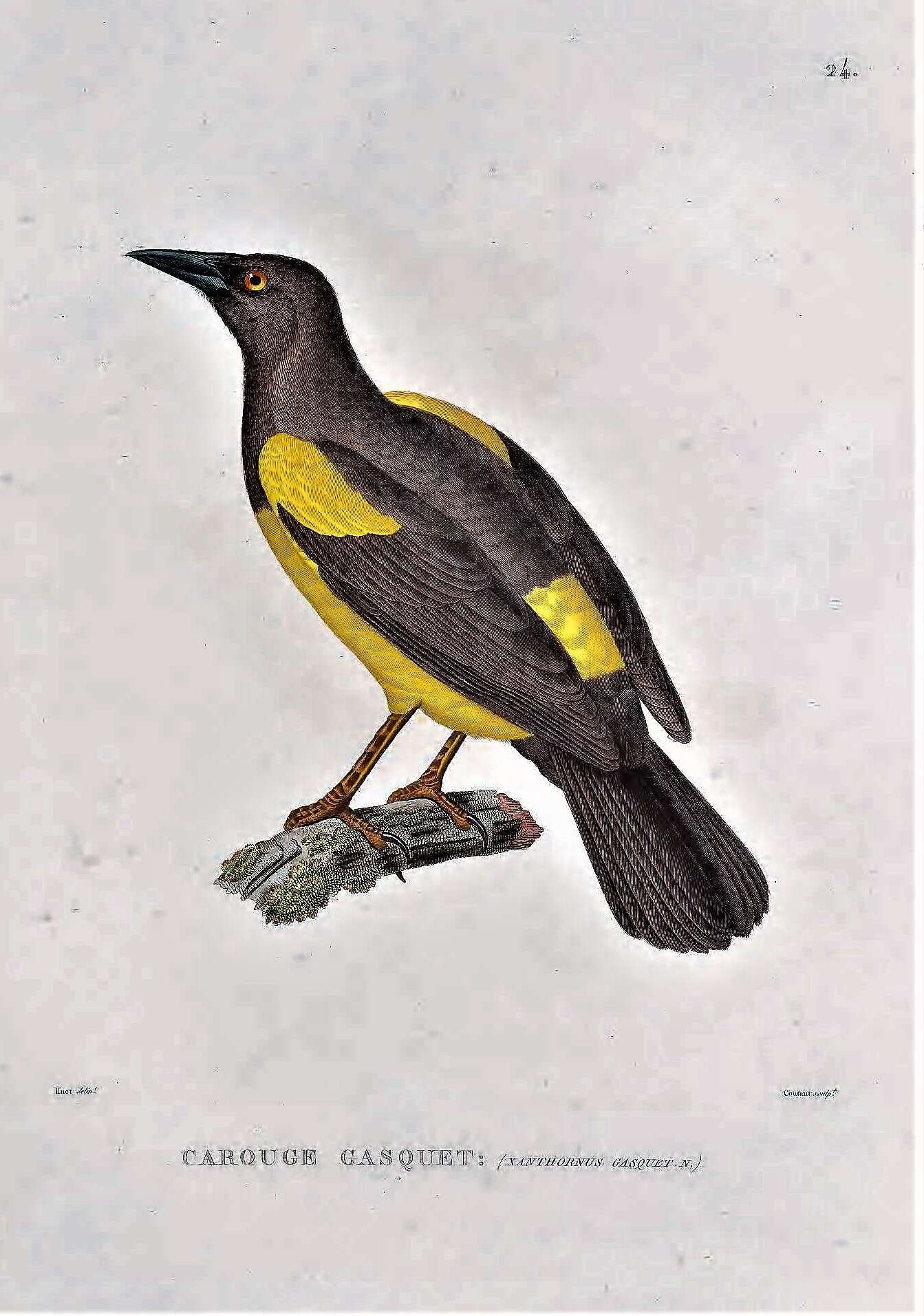 Imagem de Pseudoleistes guirahuro (Vieillot 1819)