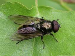 Image of Cheilosia vernalis (Fallen 1817)