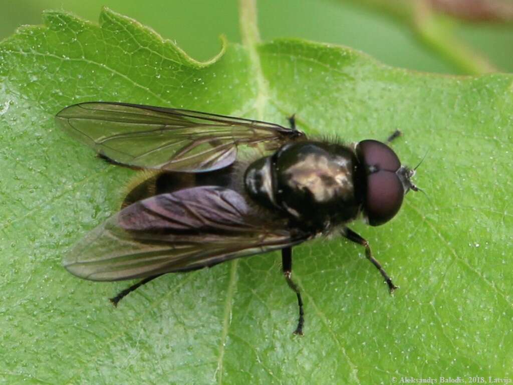 صورة Cheilosia vernalis (Fallen 1817)