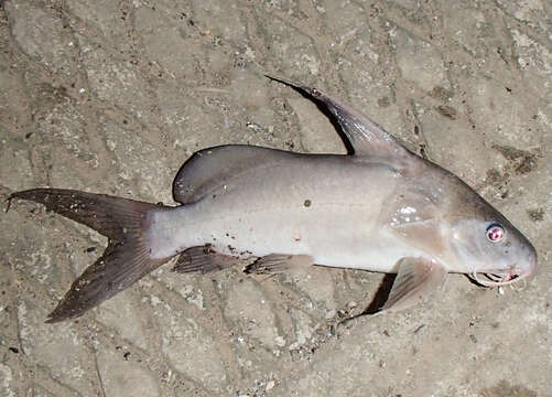 Image of Catfish