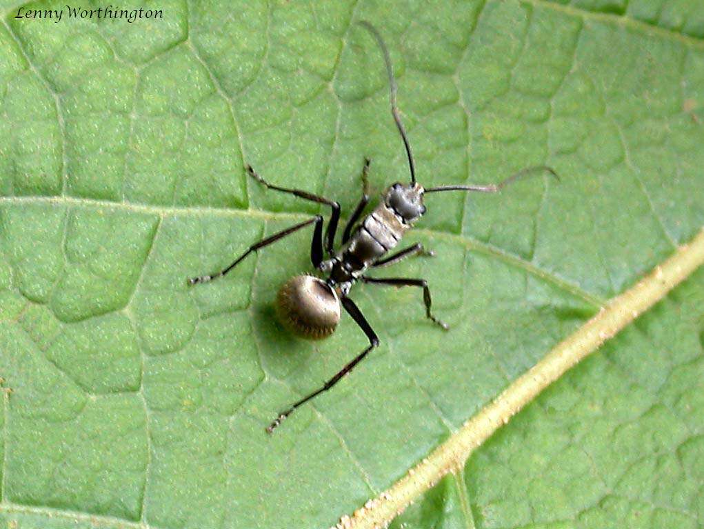 Image de Polyrhachis illaudata Walker 1859