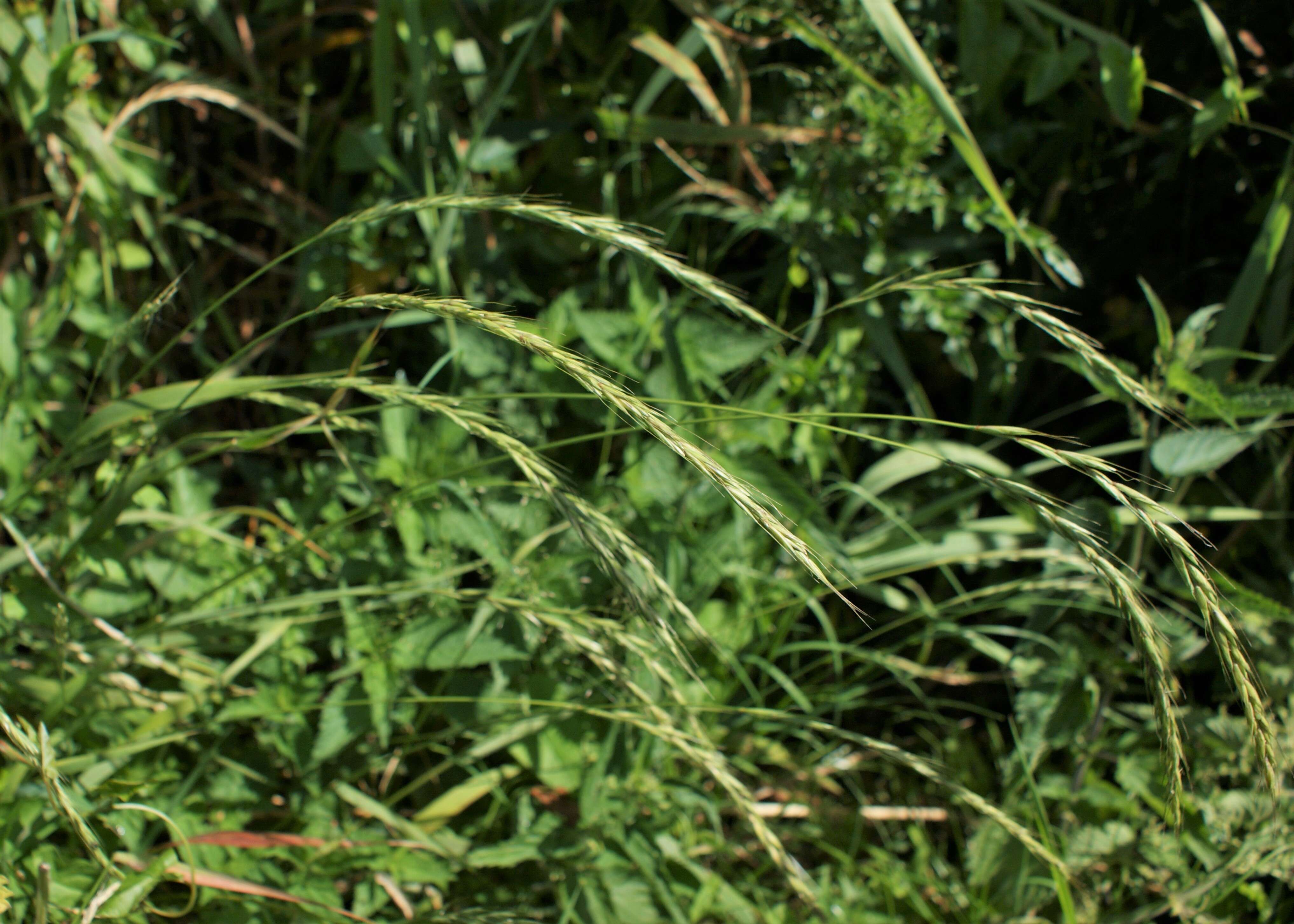 Image of bearded couch-grass