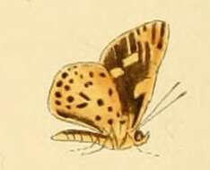 Image of Ampittia capenas Hewitson 1868