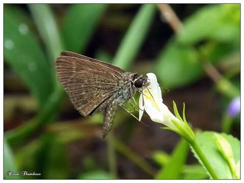 Image of Pygmy Scrub-hopper