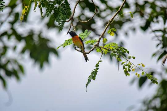 Plancia ëd Pericrocotus cinnamomeus (Linnaeus 1766)