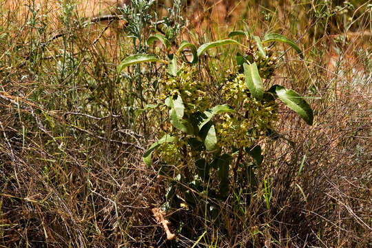 Image of zizotes milkweed