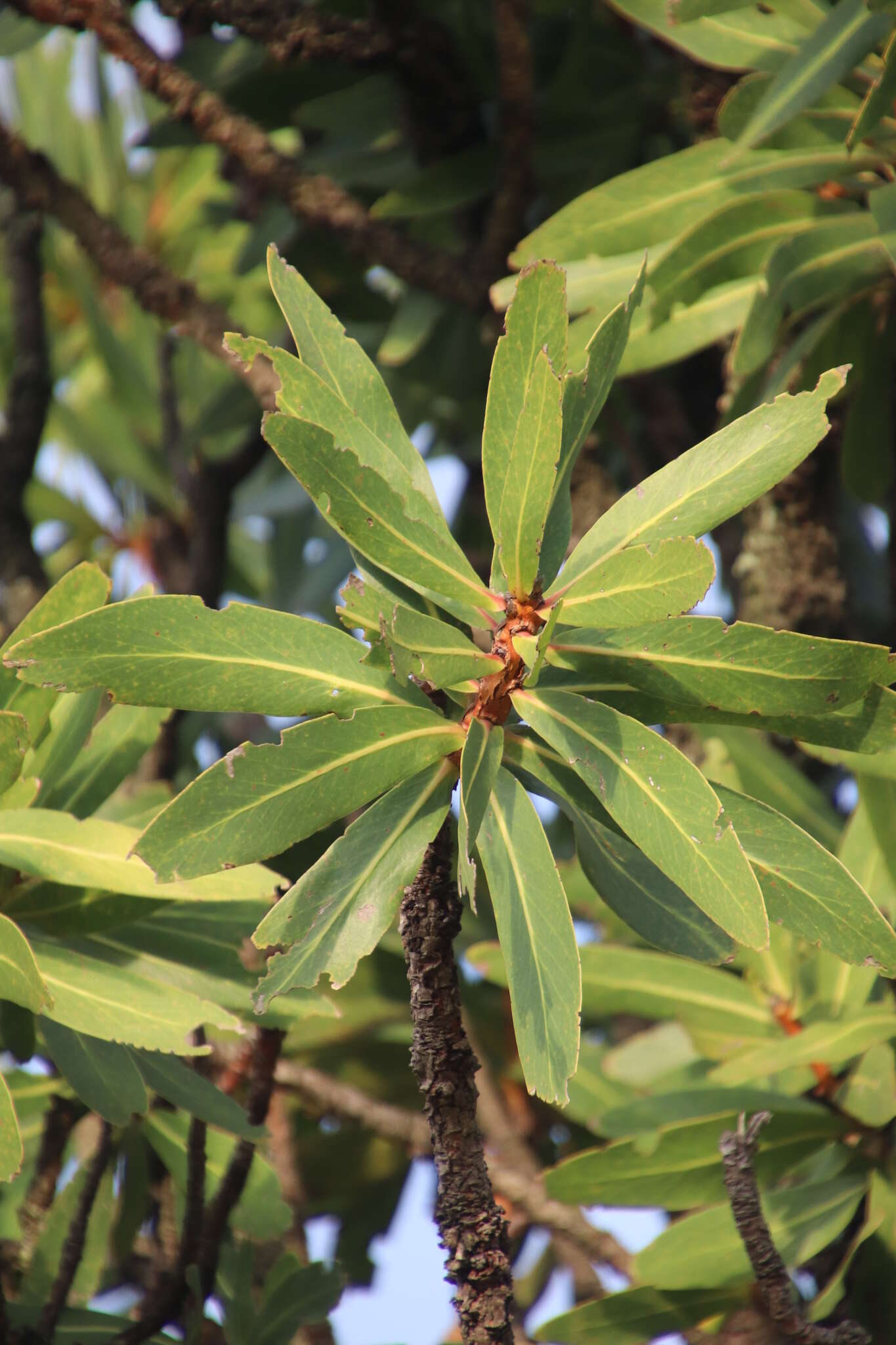 Plancia ëd Protea comptonii Beard