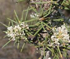 Image de Hakea psilorrhyncha R. M. Barker