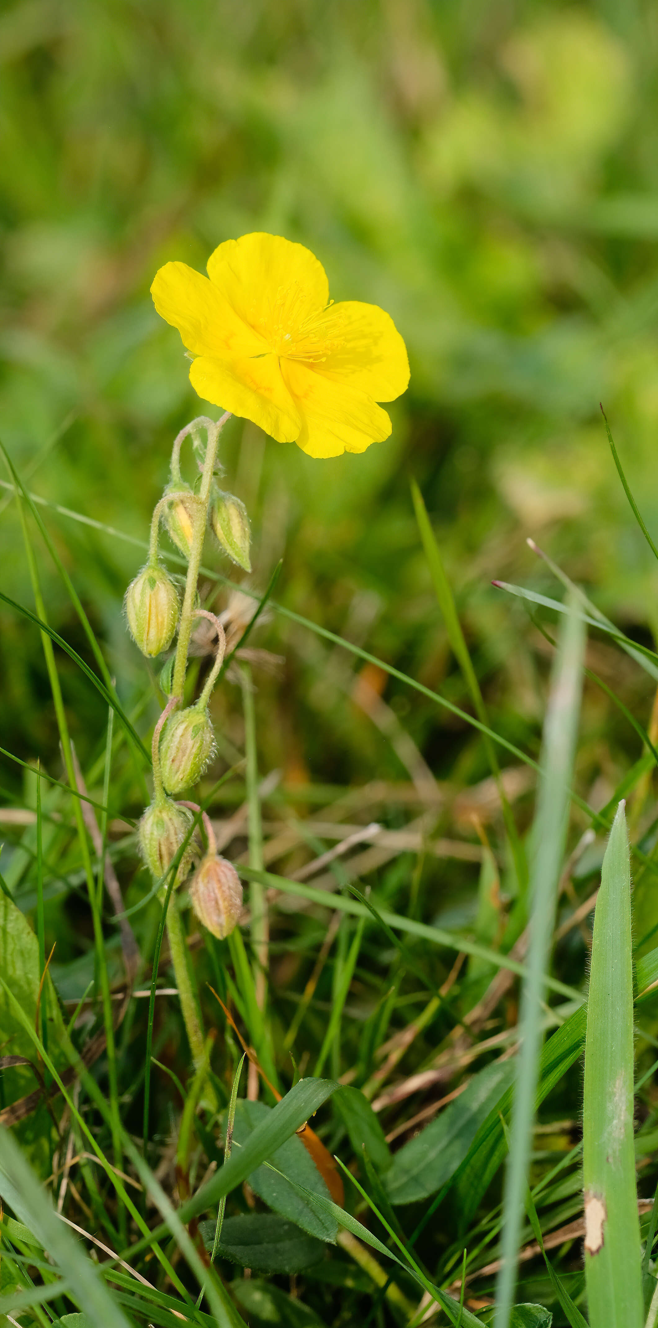 Image of Common Rock-rose